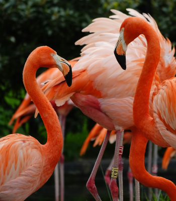 Schoolbezoek Antwerpen Zoo Antwerpen