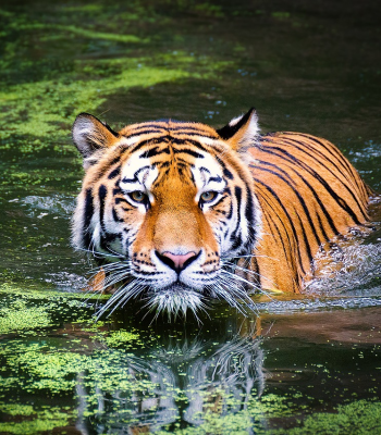 Schoolbezoek Kölner Zoo Keulen