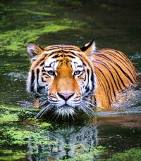 Scholieren bezoeken Kölner Zoo tijdens schoolreis citytrip Keulen